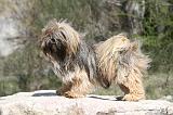 LHASSA APSO 070